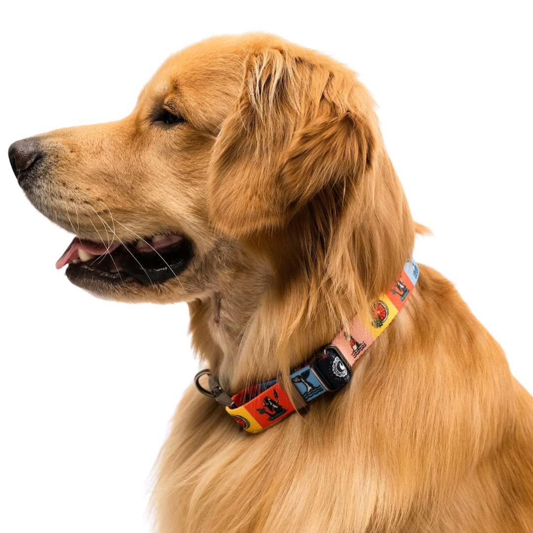 Pawsitivity Rainbow Dog Collar