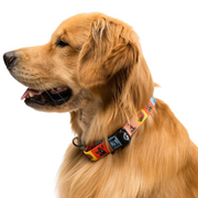 Cisco Brewers Pawsitivity Rainbow Dog Collar