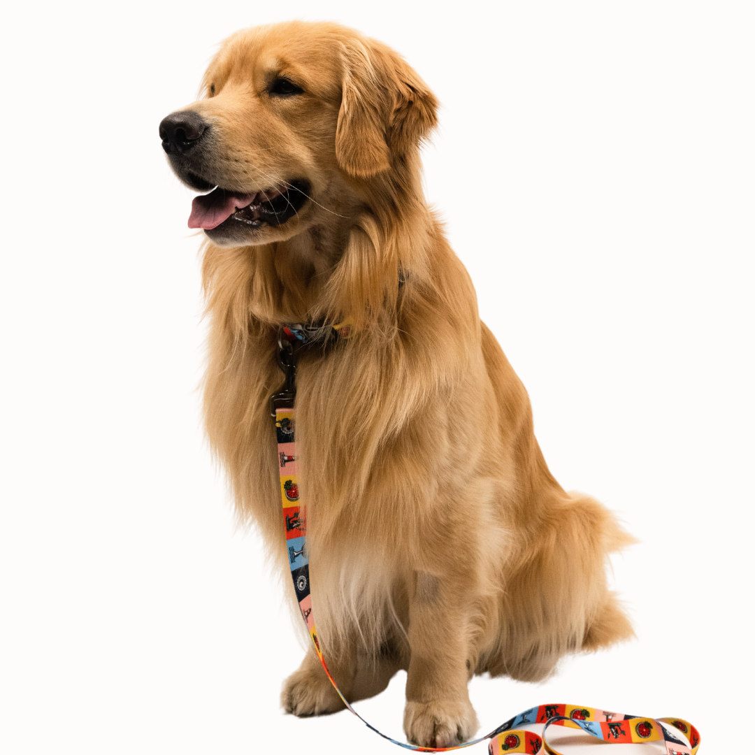 Pawsitivity Rainbow Dog Leash