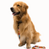 Cisco Brewers Pawsitivity Rainbow Dog Leash