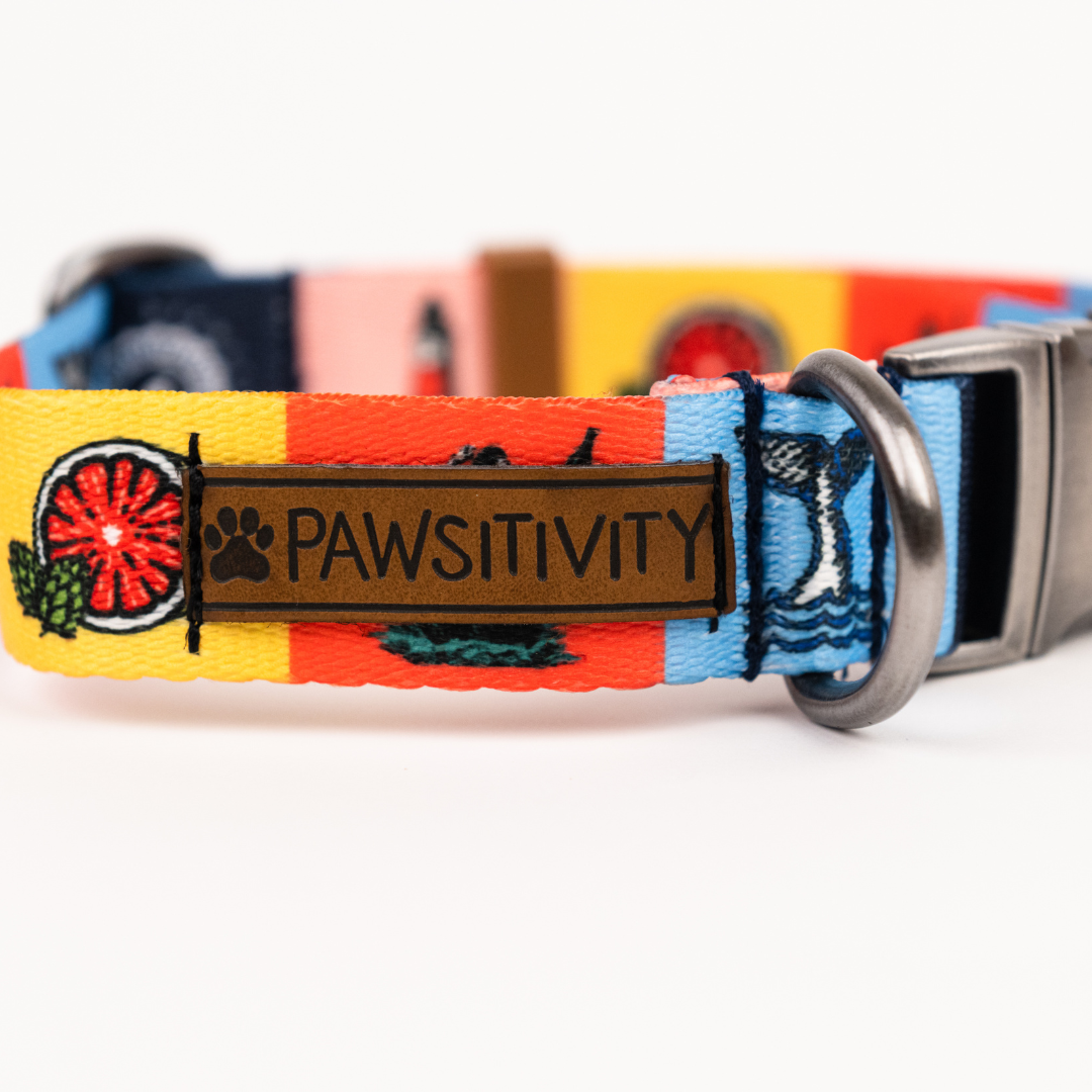 Pawsitivity Rainbow Dog Collar